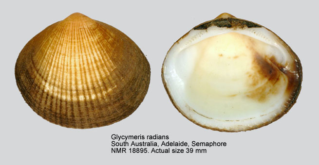 Glycymeris radians.jpg - Glycymeris radians(Lamarck,1819)